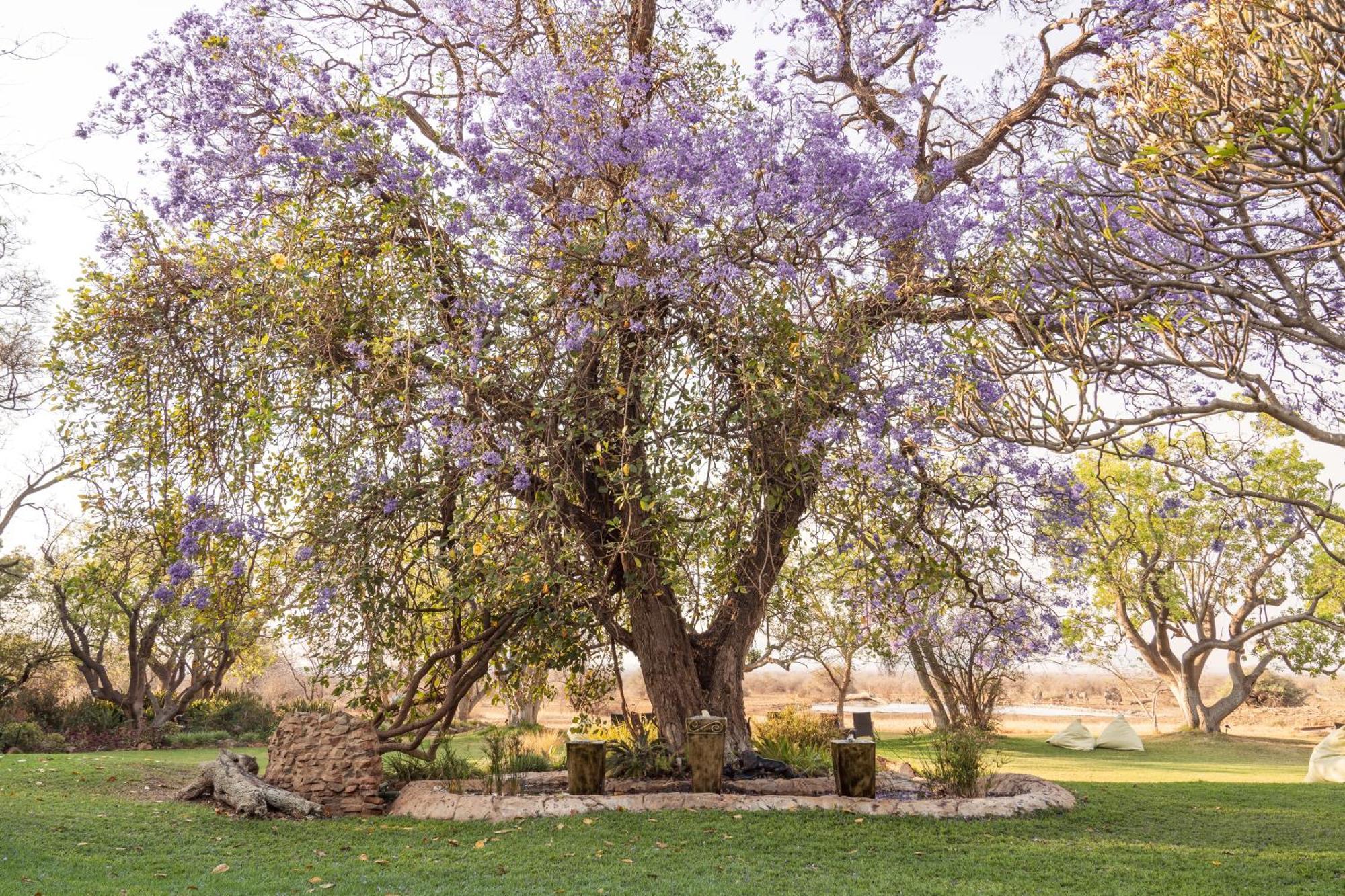 Last Word Madikwe Reserva de Madikwe Exterior foto